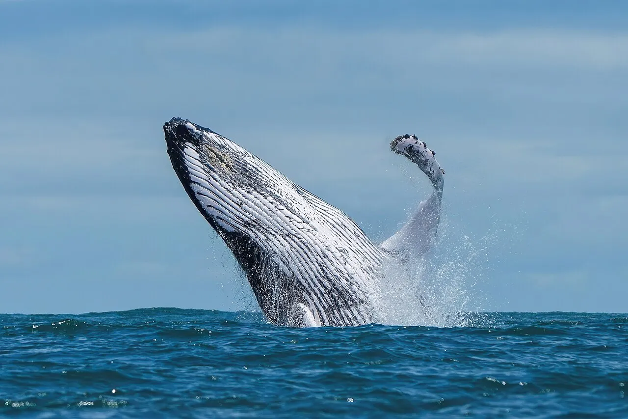 Baleine à bosse jaillissant hors de l'eau dans une gerbe d'écume