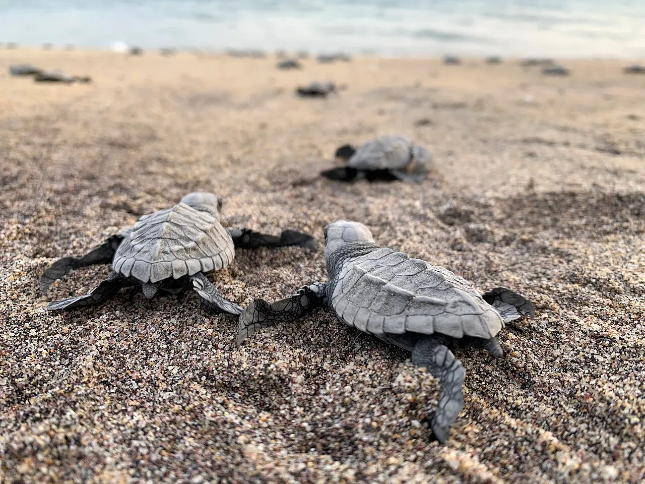 Bébés tortues avançant sur le sable vers l’océan, d’autres visibles jusqu’au rivage
