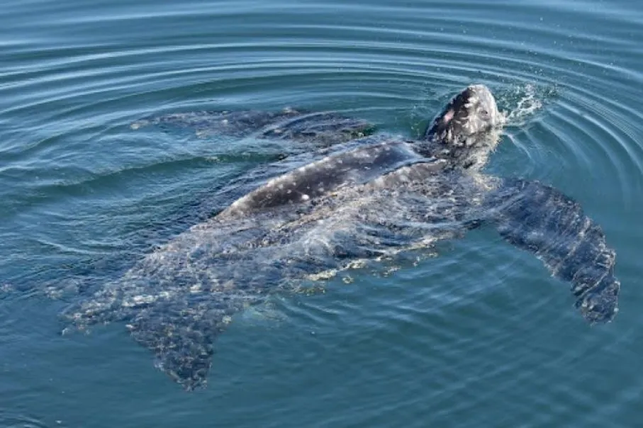 Bébé tortue luth sur le sable, en route vers l’océan