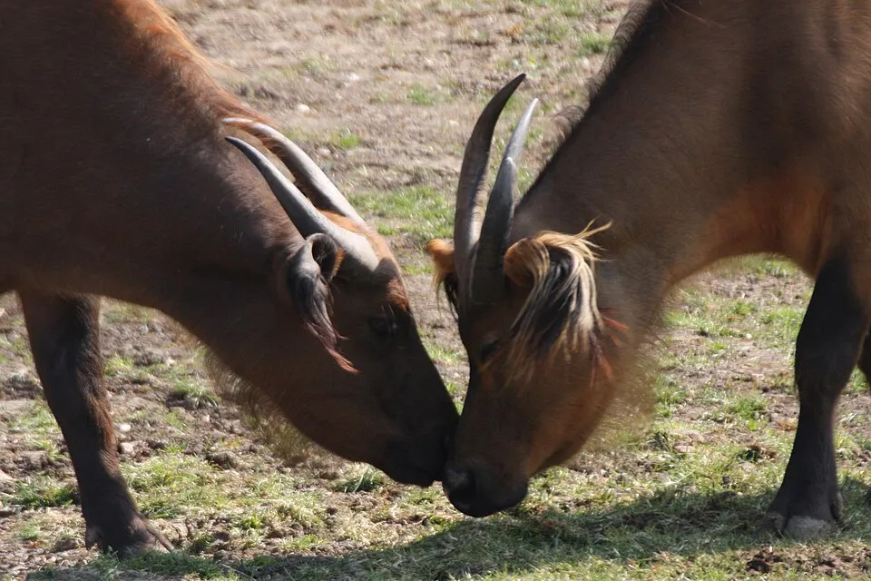 Deux buffles de forêt front contre front