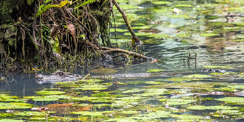 Crocodile nain émergé dans une rivière couverte de lentilles d’eau