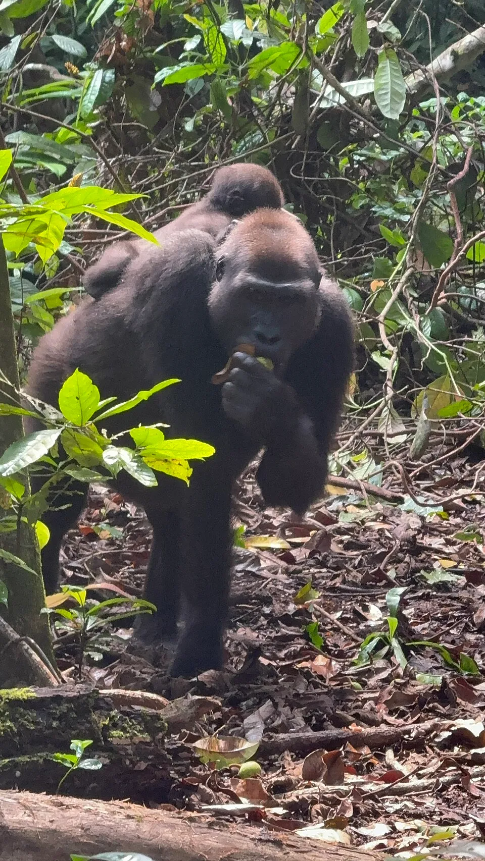 Gorille des plaines de l’ouest portant son petit sur le dos, à Loango au Gabon