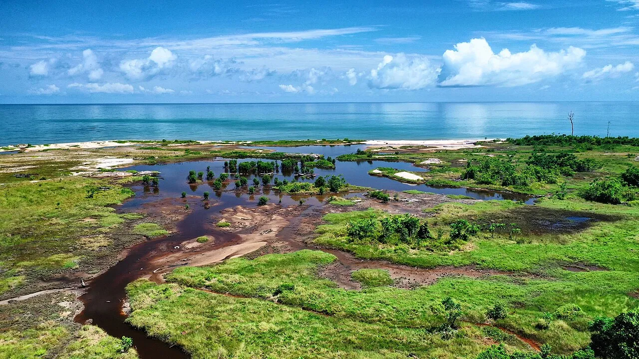 La mangrove du Gabon, racines des palétuviers dans l’eau