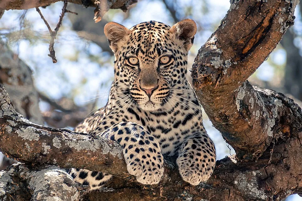 Jeune panthère couchée sur une branche, regard doré
