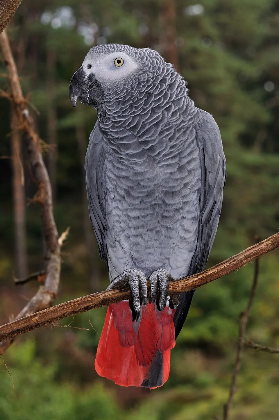 Perroquet gris du Gabon à la queue rouge perché