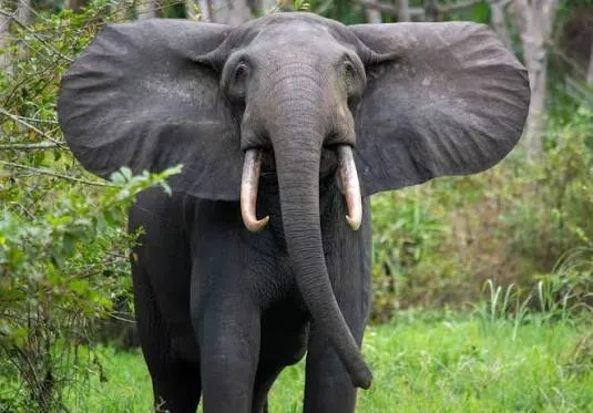 Un éléphant de forêt de face, oreilles déployées, dans la végétation du parc