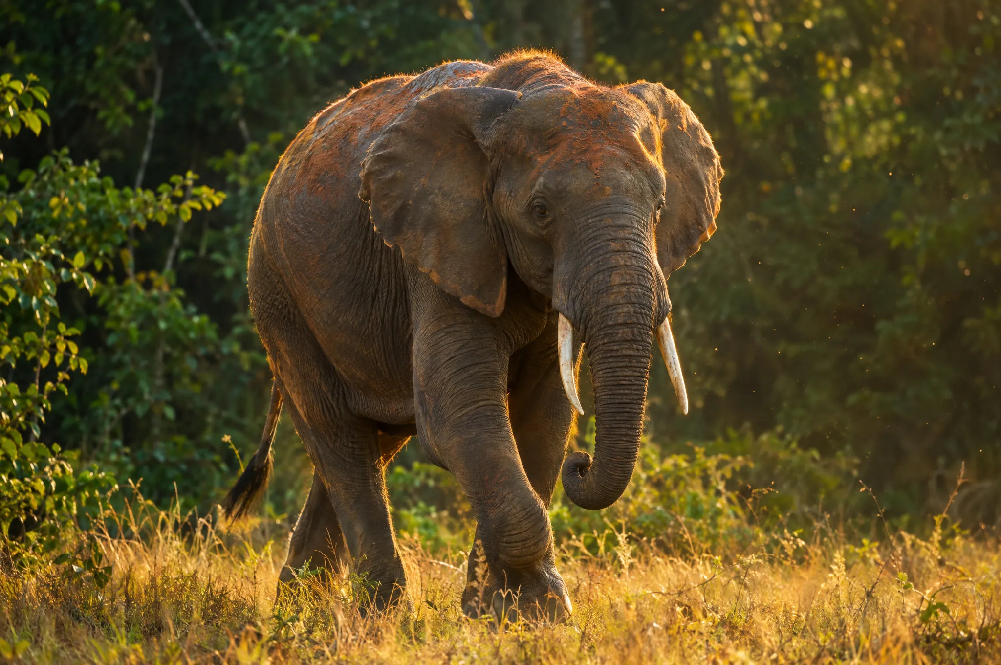 Un éléphant de forêt sort de la lisière dans l’herbe dorée, défenses claires, éclairé par le soleil couchant, parc national de Pongara
