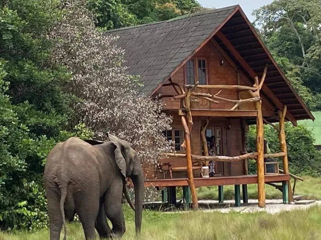 Éléphant de forêt devant une case en bois
