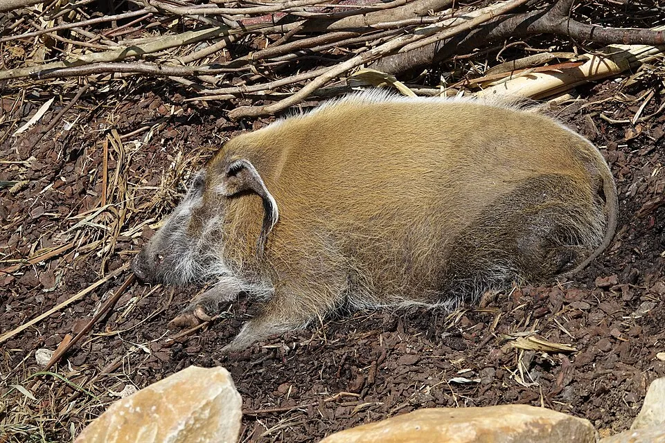 Potamochère roux au pelage orangé et oreilles à pinceaux