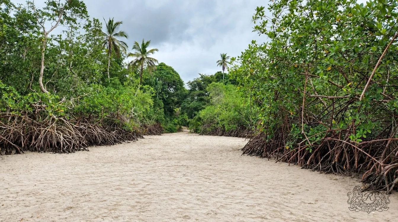 Large passage de sable clair entre deux murs de palétuviers, palmiers et forêt au fond
