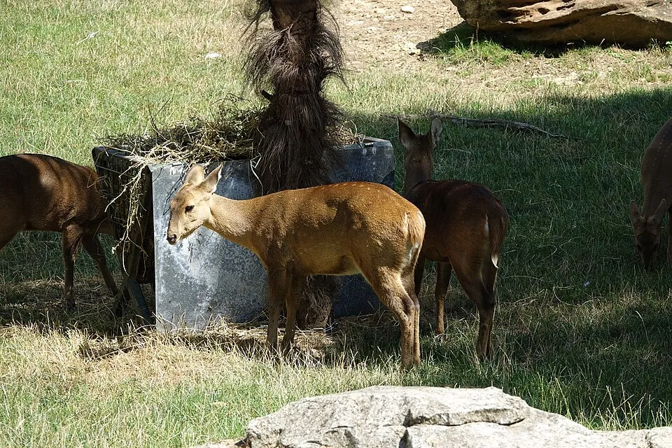 Sitatunga au pelage brun dressé dans les herbes
