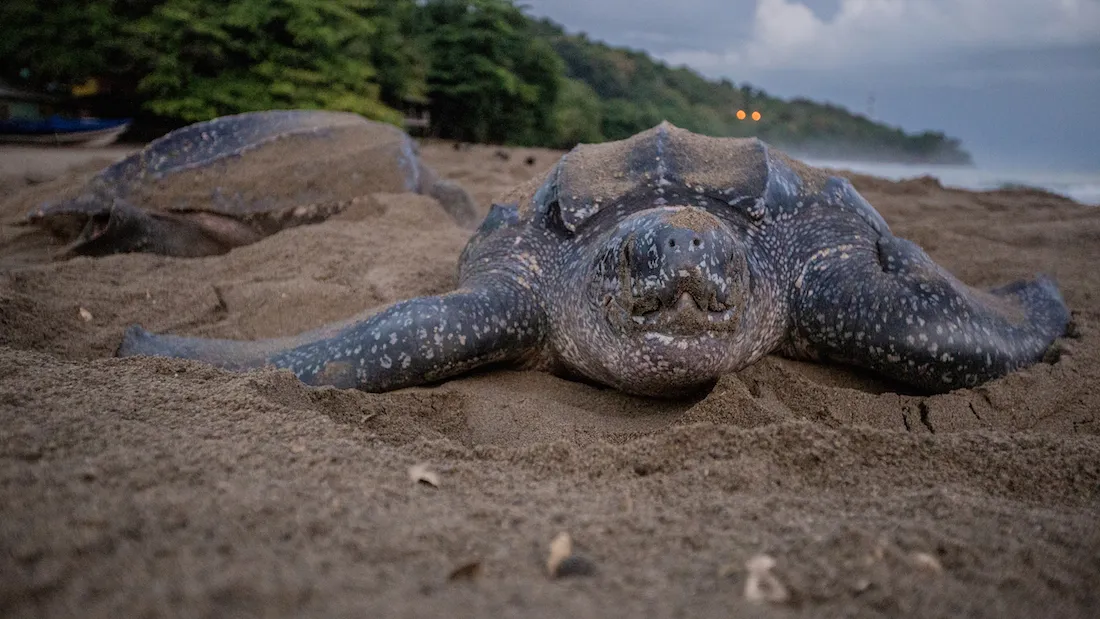 Deux tortues luths sur le sable au crépuscule